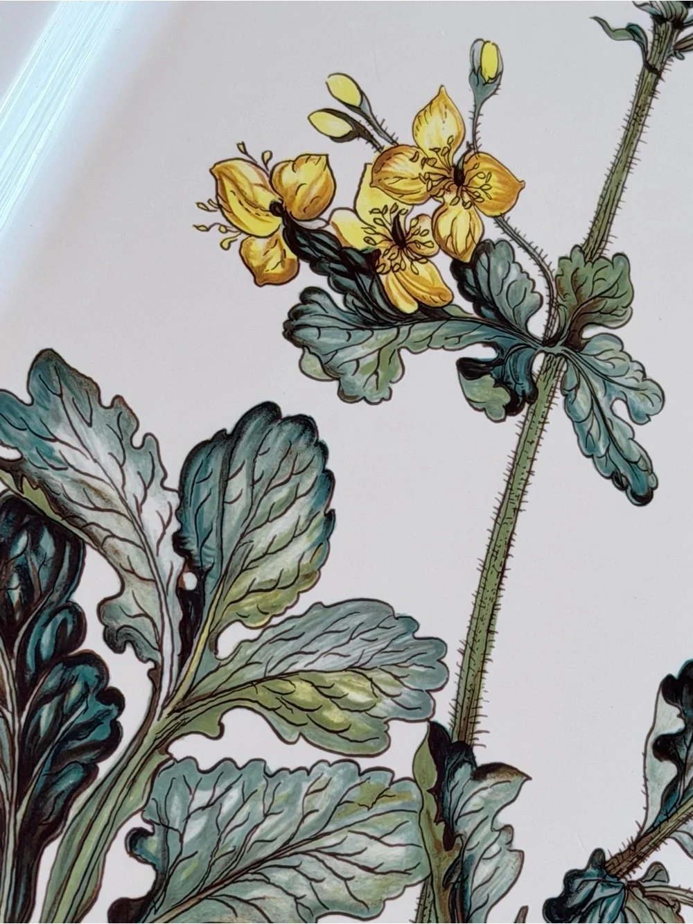 Villeroy & Boch Botanica CHELIDONIUM Oval Serving Platter 17 5/8